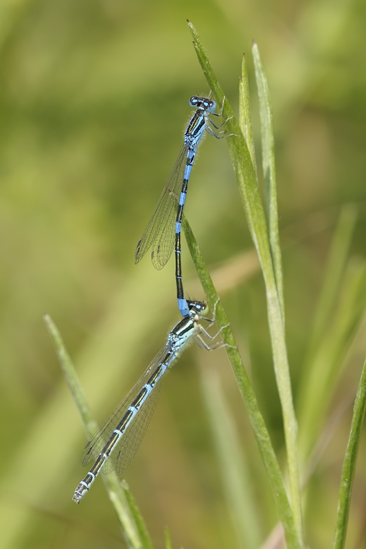 Altre Coenagrion da controllare...
